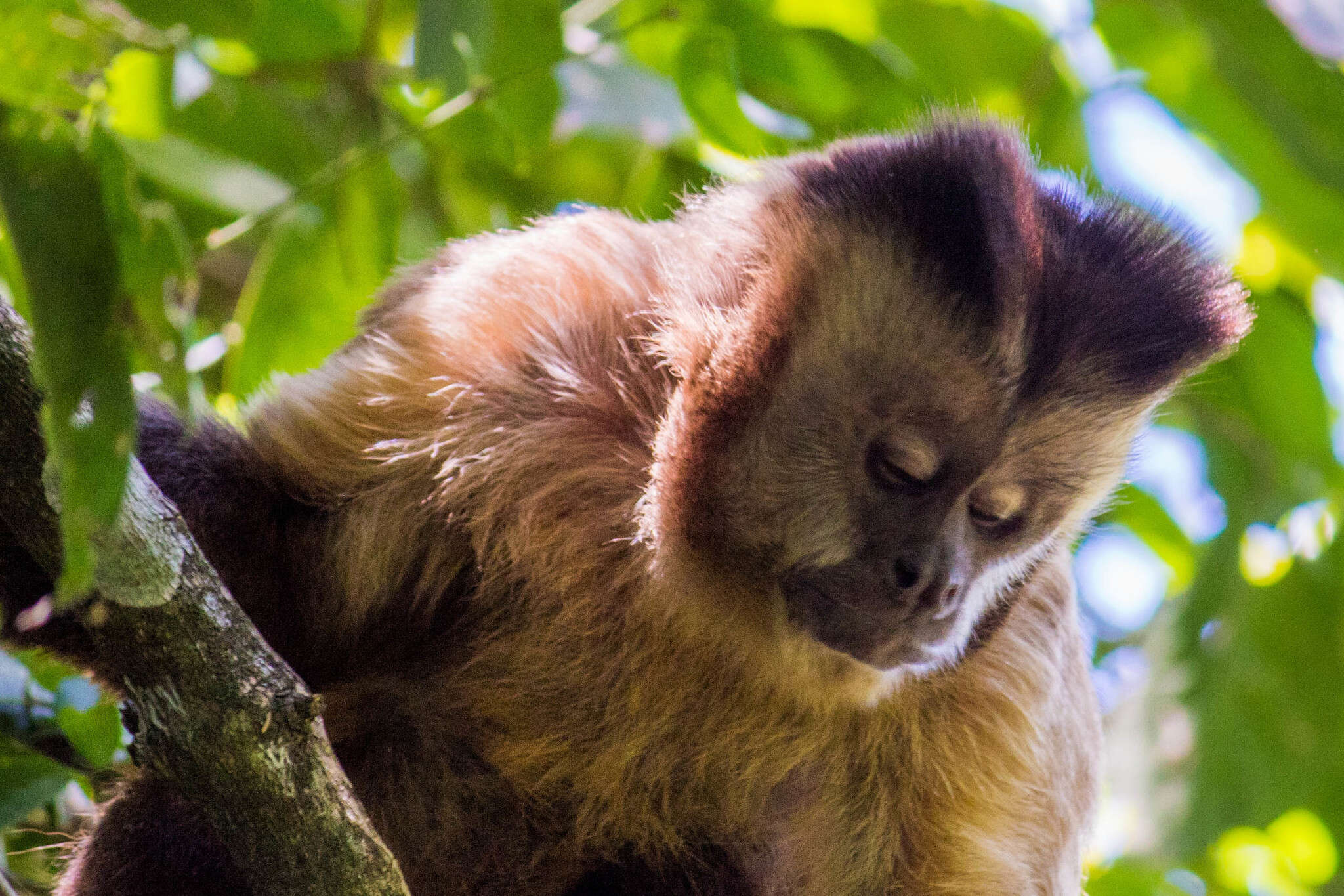 Image of Azaras’s Capuchin