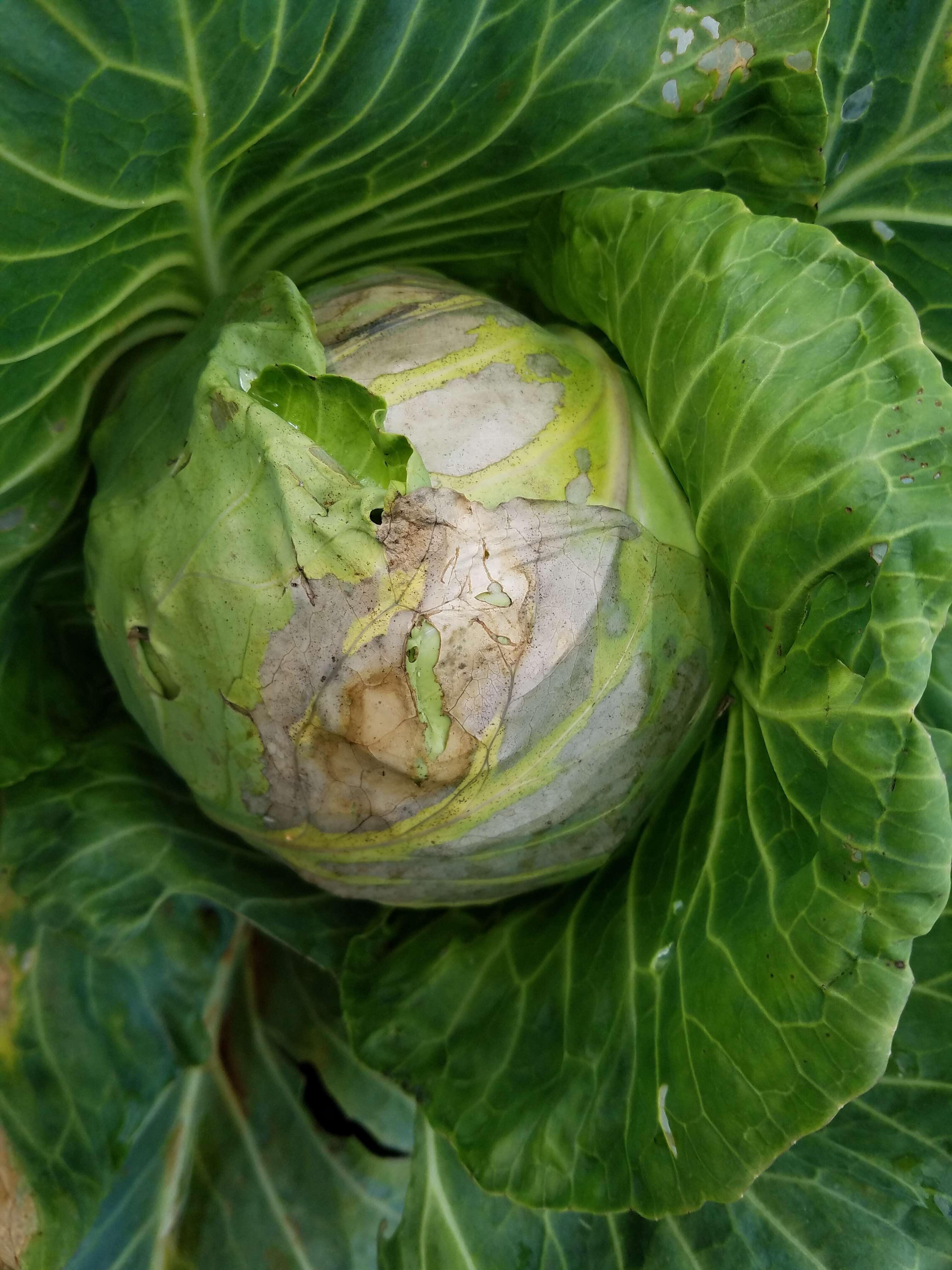 Image of white cabbage