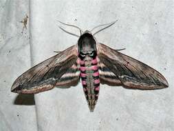 Image of privet hawk-moth