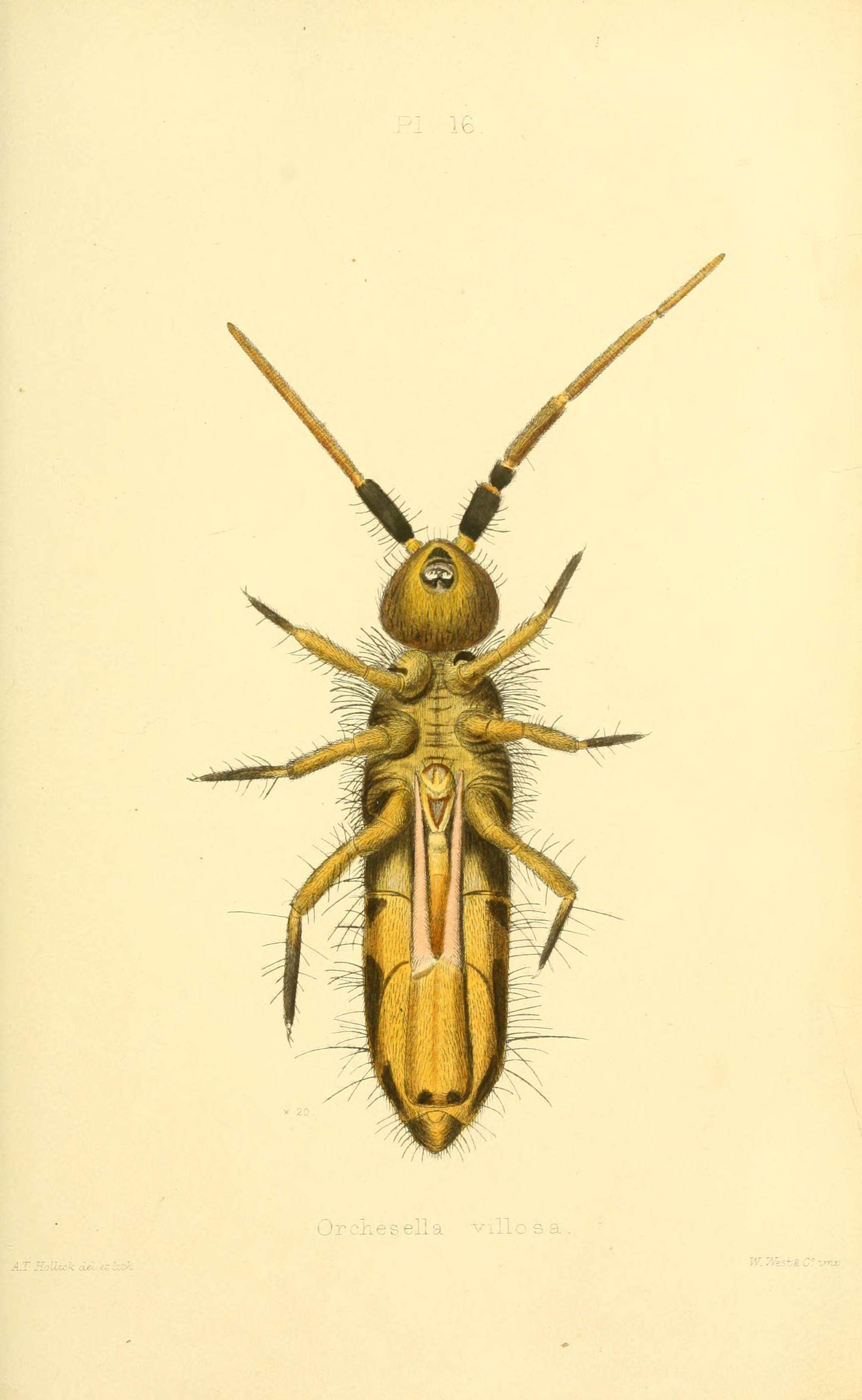 Image de Orchesella villosa (von Linné & C 1767)