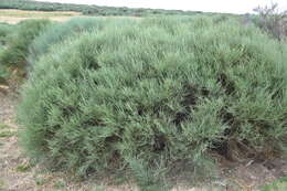 Image of Cytisus oromediterraneus