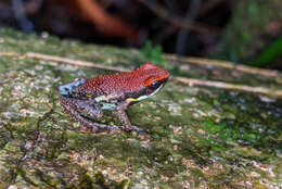 Image of Ecuador Poison Frog