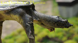 Image of Northern Chinese softshell turtle