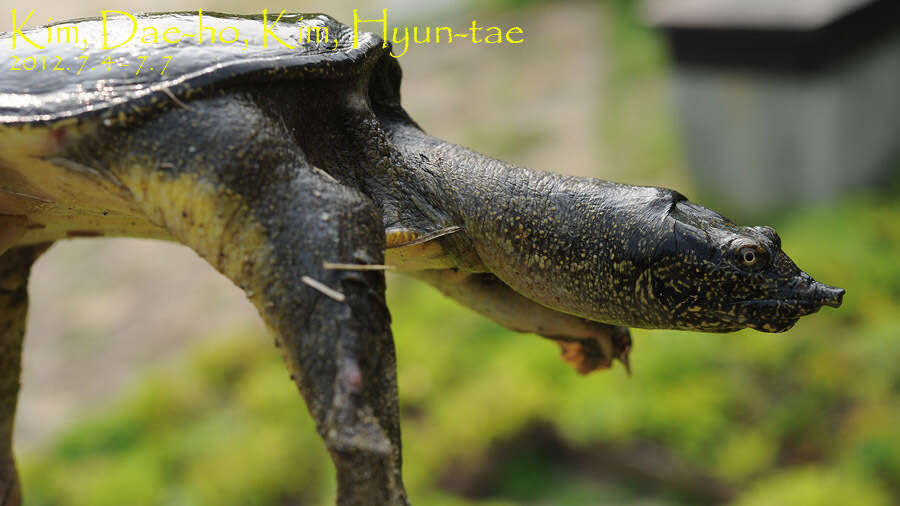 Image of Northern Chinese softshell turtle