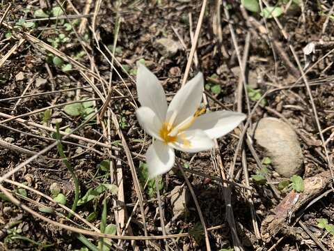 Image of Crocus boryi J. Gay