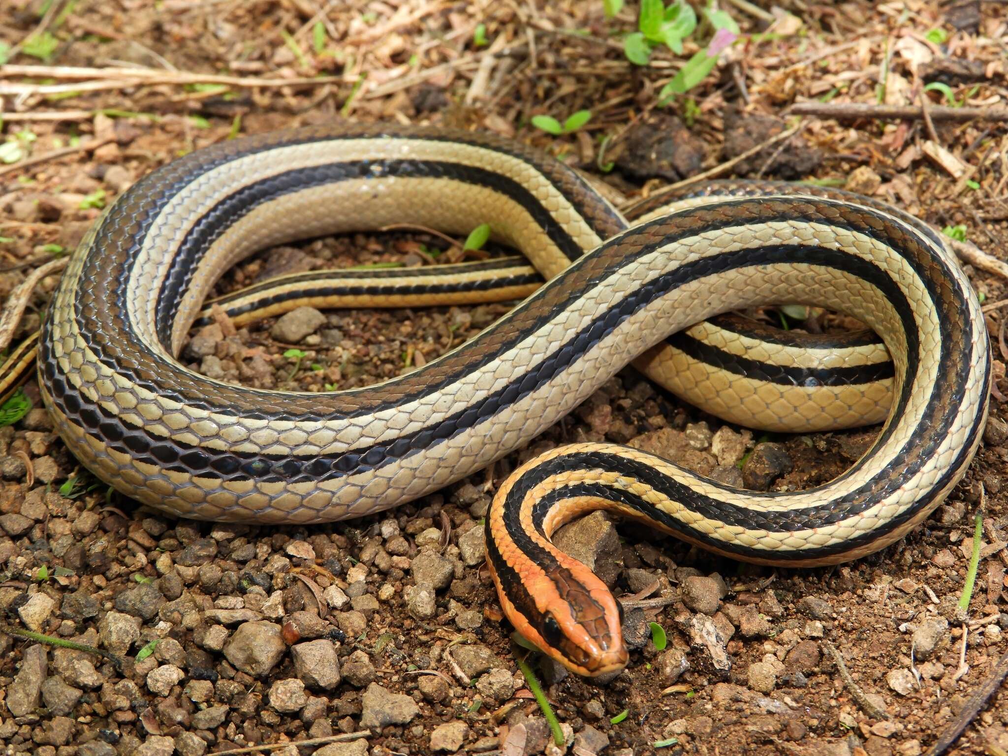 Lygophis lineatus (Linnaeus 1758) resmi