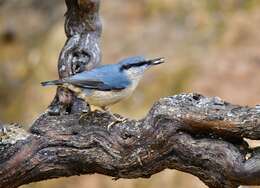 Image of Eurasian Nuthatch