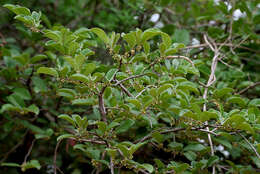 Diospyros chloroxylon Roxb. resmi