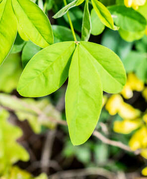 Image of Common Laburnum