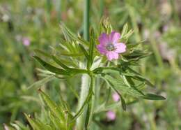 Plancia ëd Geranium dissectum L.