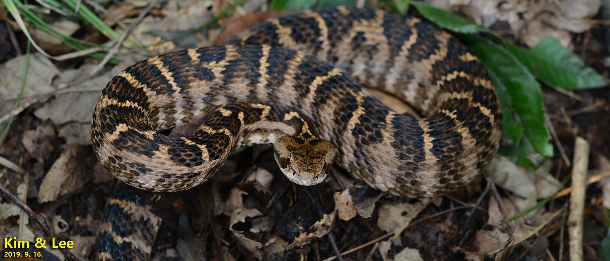 Gloydius intermedius (Strauch 1868) resmi