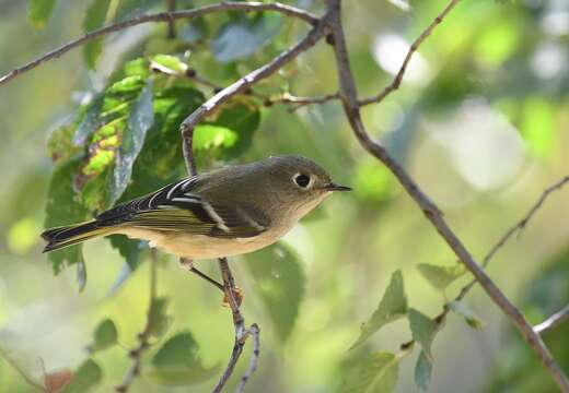 Image of goldcrests and kinglets