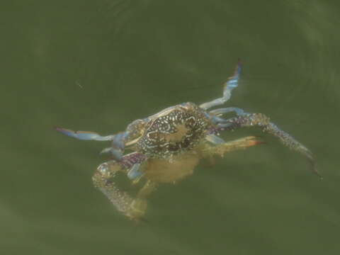 Image of Blue swimmer crab