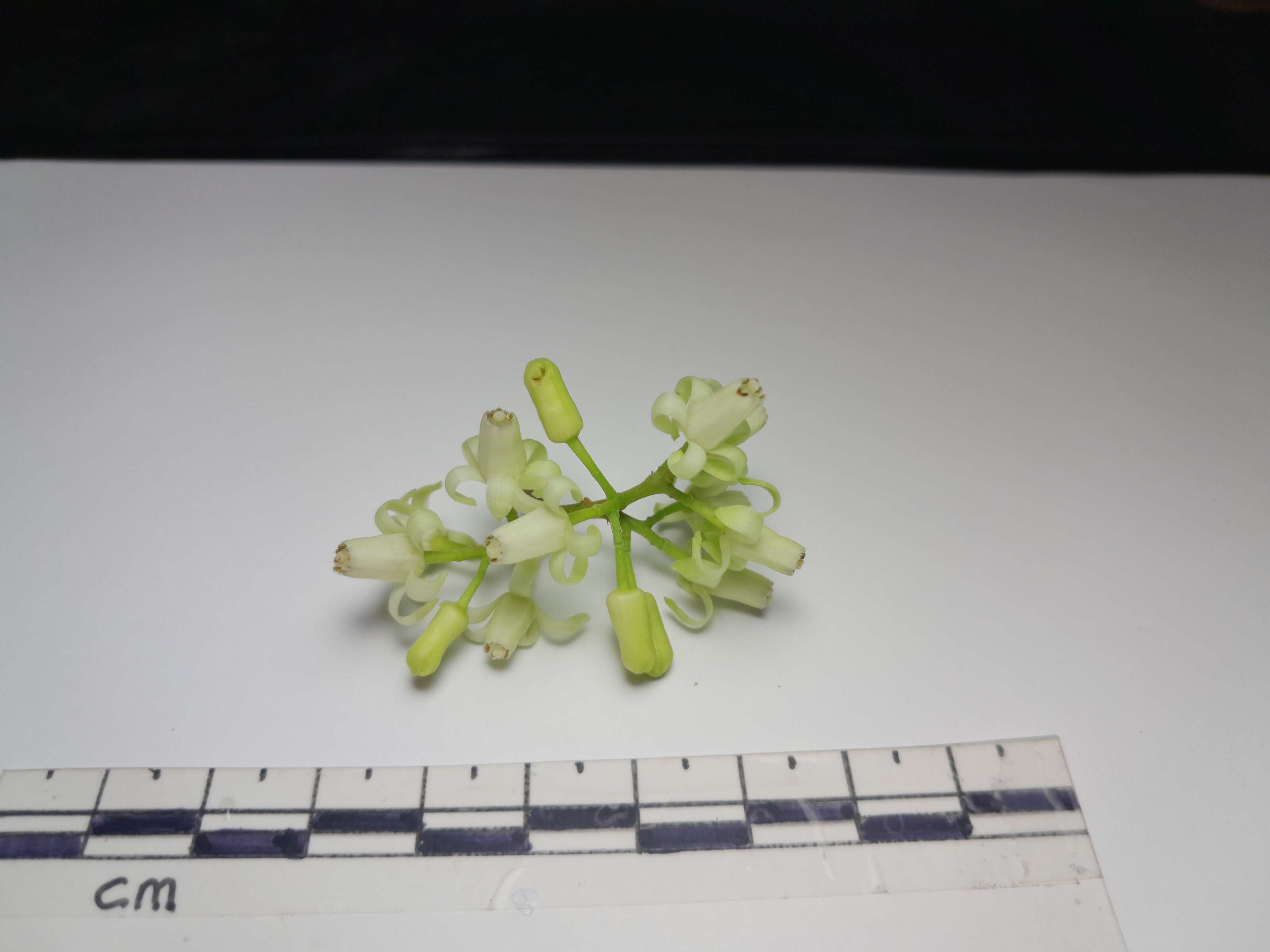 Image de Dysoxylum arborescens (Bl.) Miq.