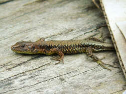 Image of Derjugin's lizard