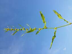 Rumex palustris Sm. resmi