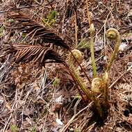 Image of Northern maidenhair fern