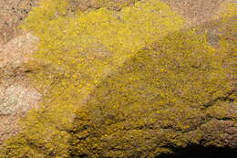 Image of eggyolk lichen