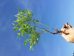 Image of creeping willow