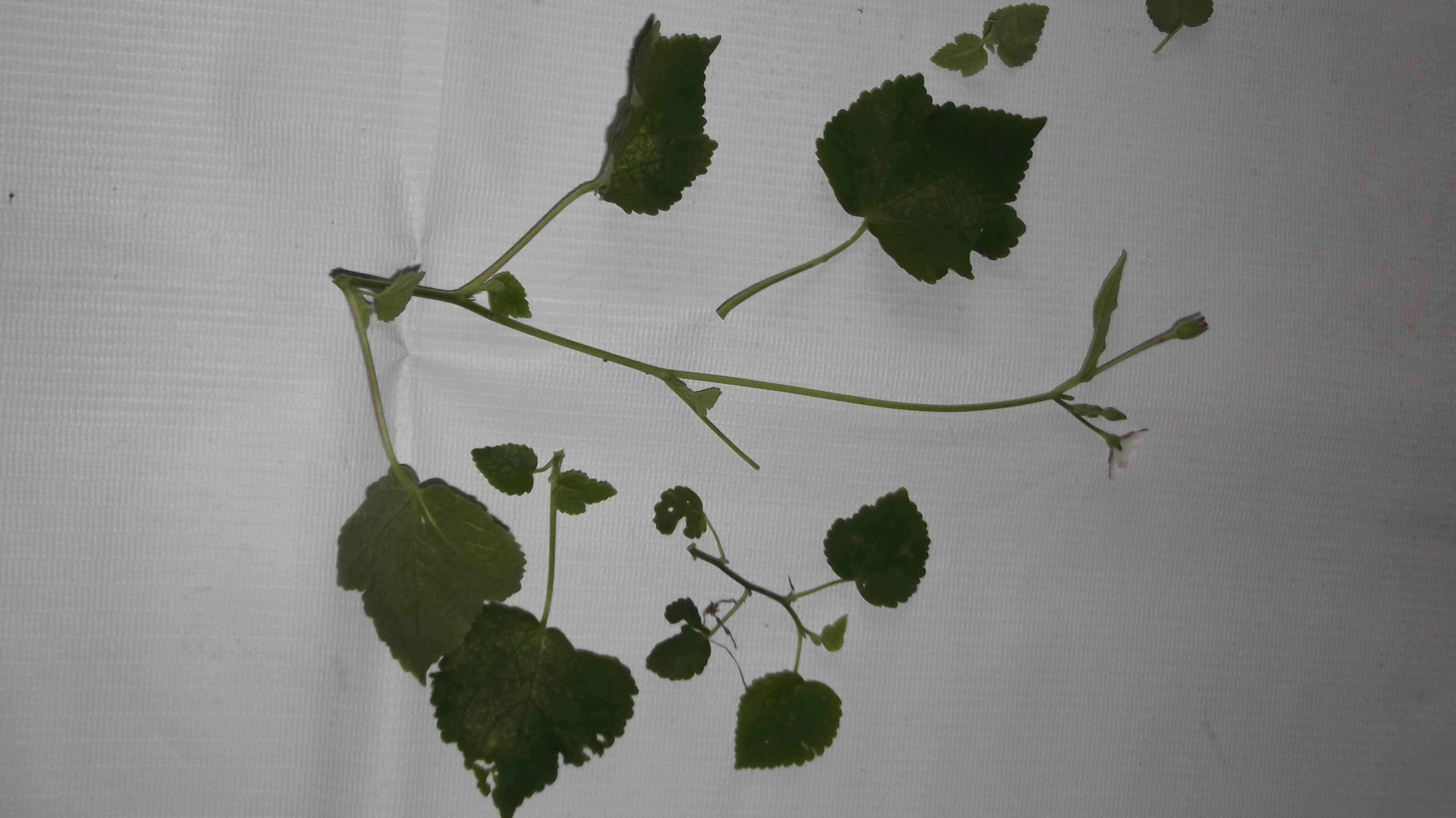 Image of Hibiscus lobatus (Murray) Kuntze