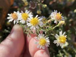 Image of smallhead aster