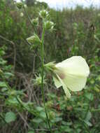 Imagem de Hibiscus diversifolius Jacq.