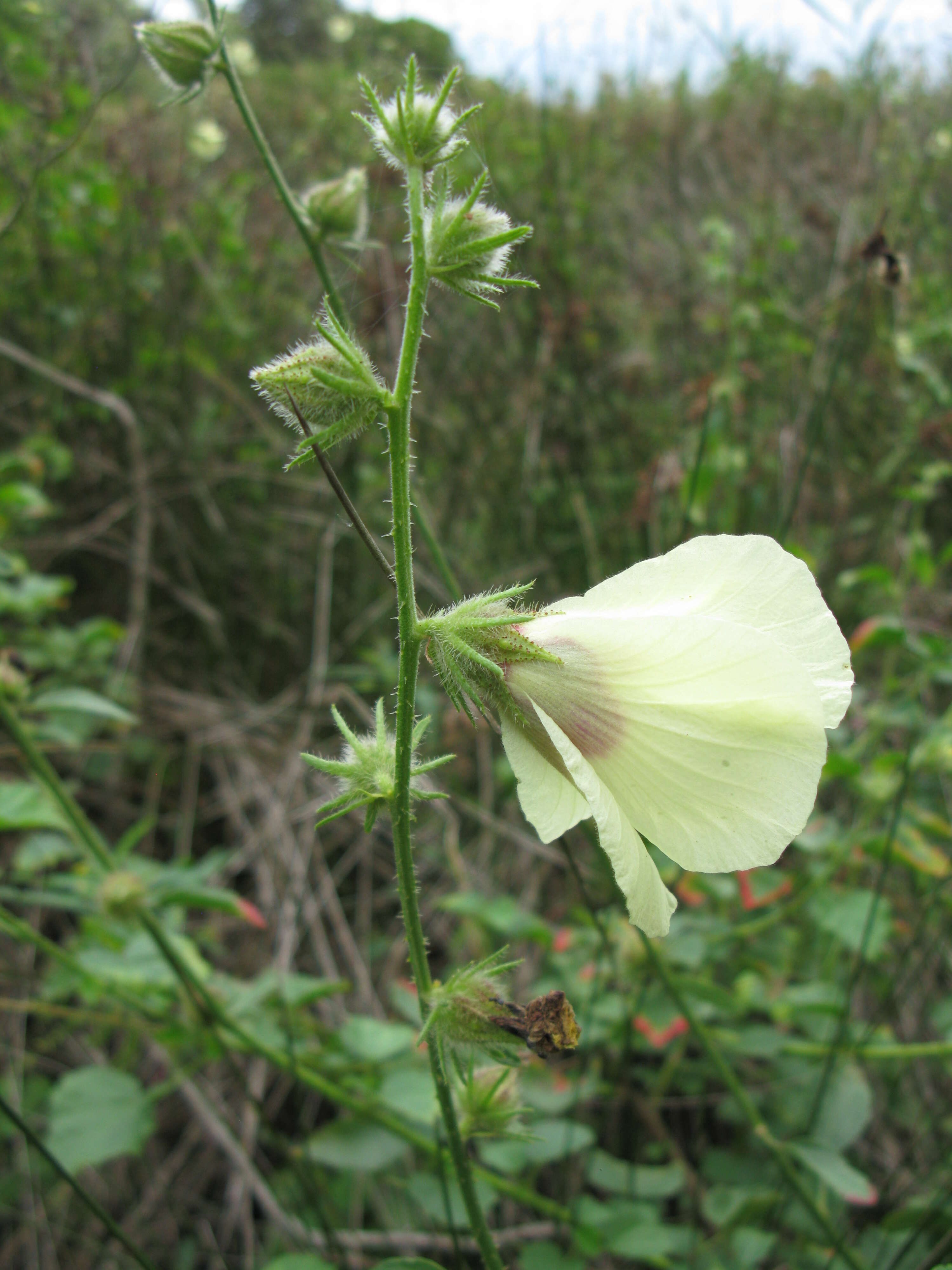 Imagem de Hibiscus diversifolius Jacq.