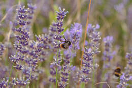 Слика од Bombus rupestris (Fabricius 1793)