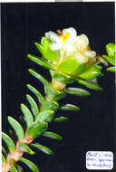 Image of Pimelea urvilleana A. Rich.