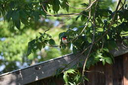 Image of Rose-breasted Grosbeak