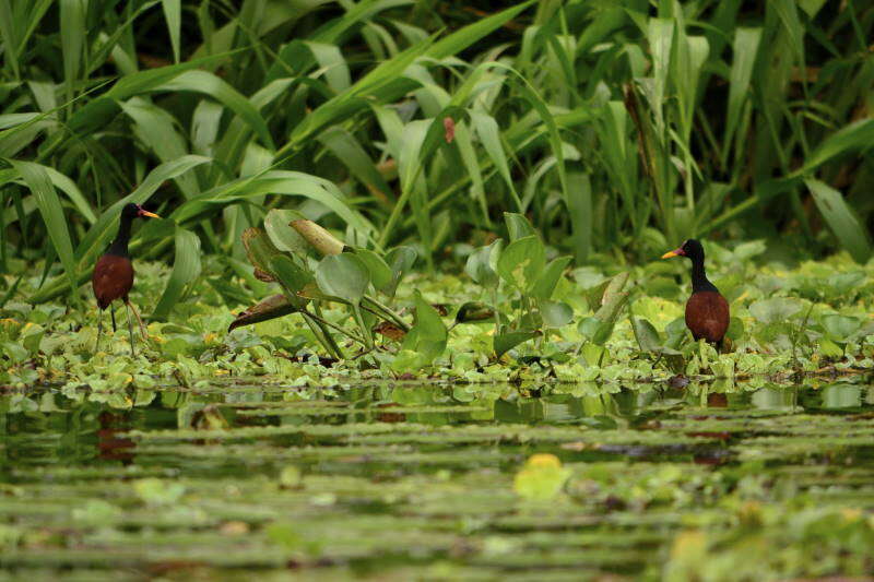 Image of Wattled Jacana