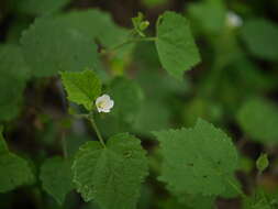 Image of Hibiscus lobatus (Murray) Kuntze