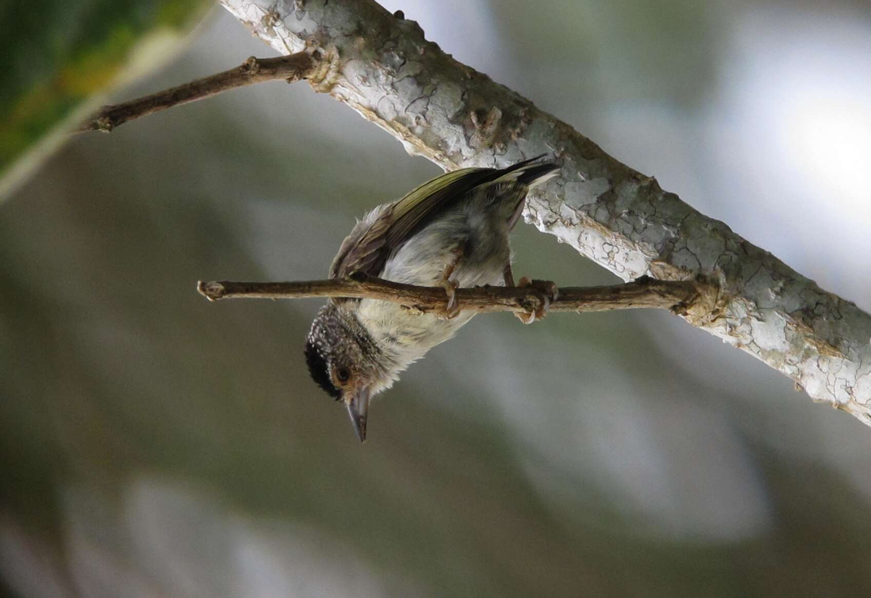 Image of Plain-breasted Piculet