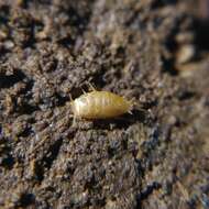 Image of subterranean silverfish