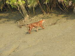 Image of Tiger