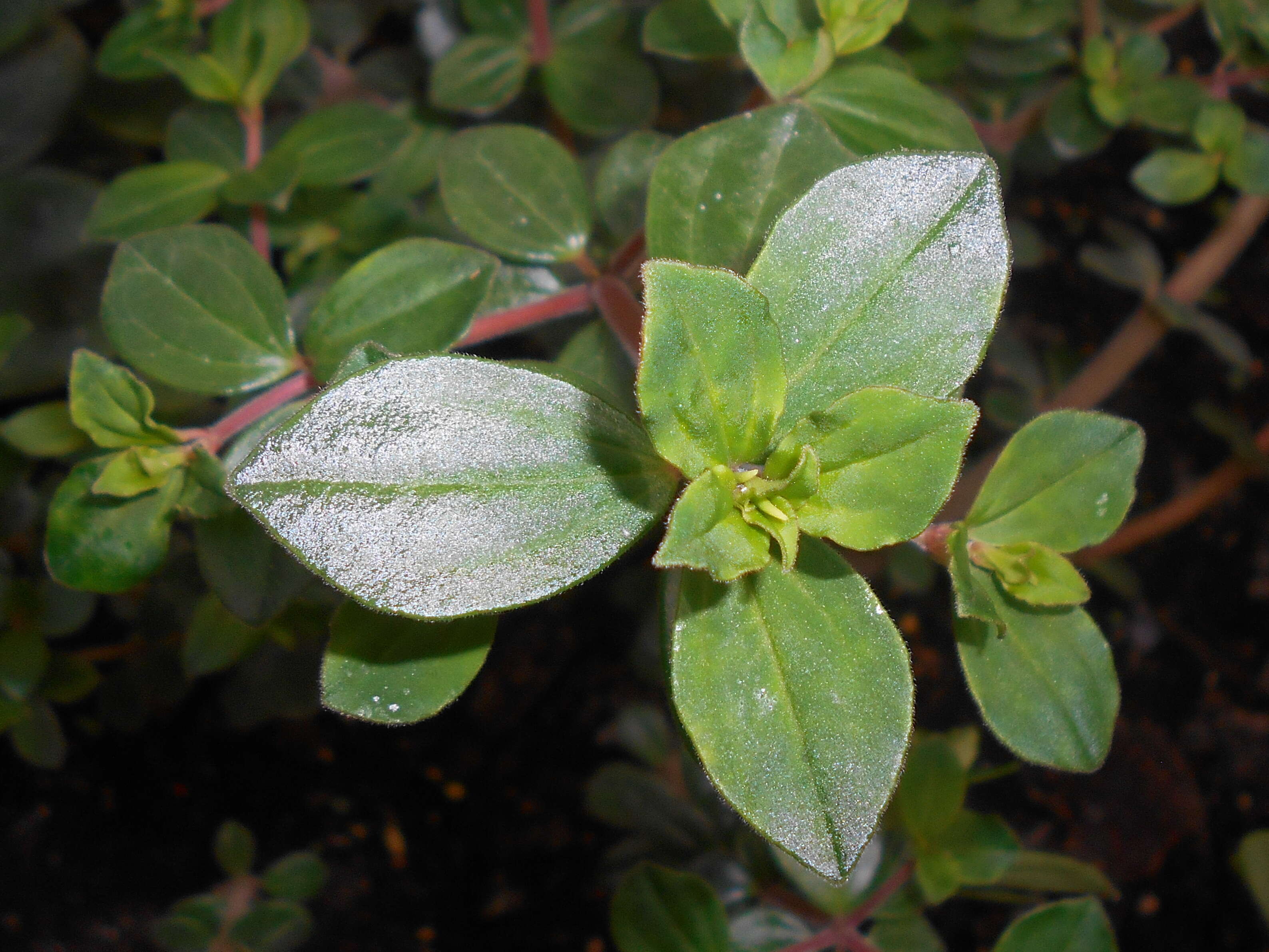 Image of Peperomia verticillata (L)