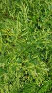 Image of Russian pigweed