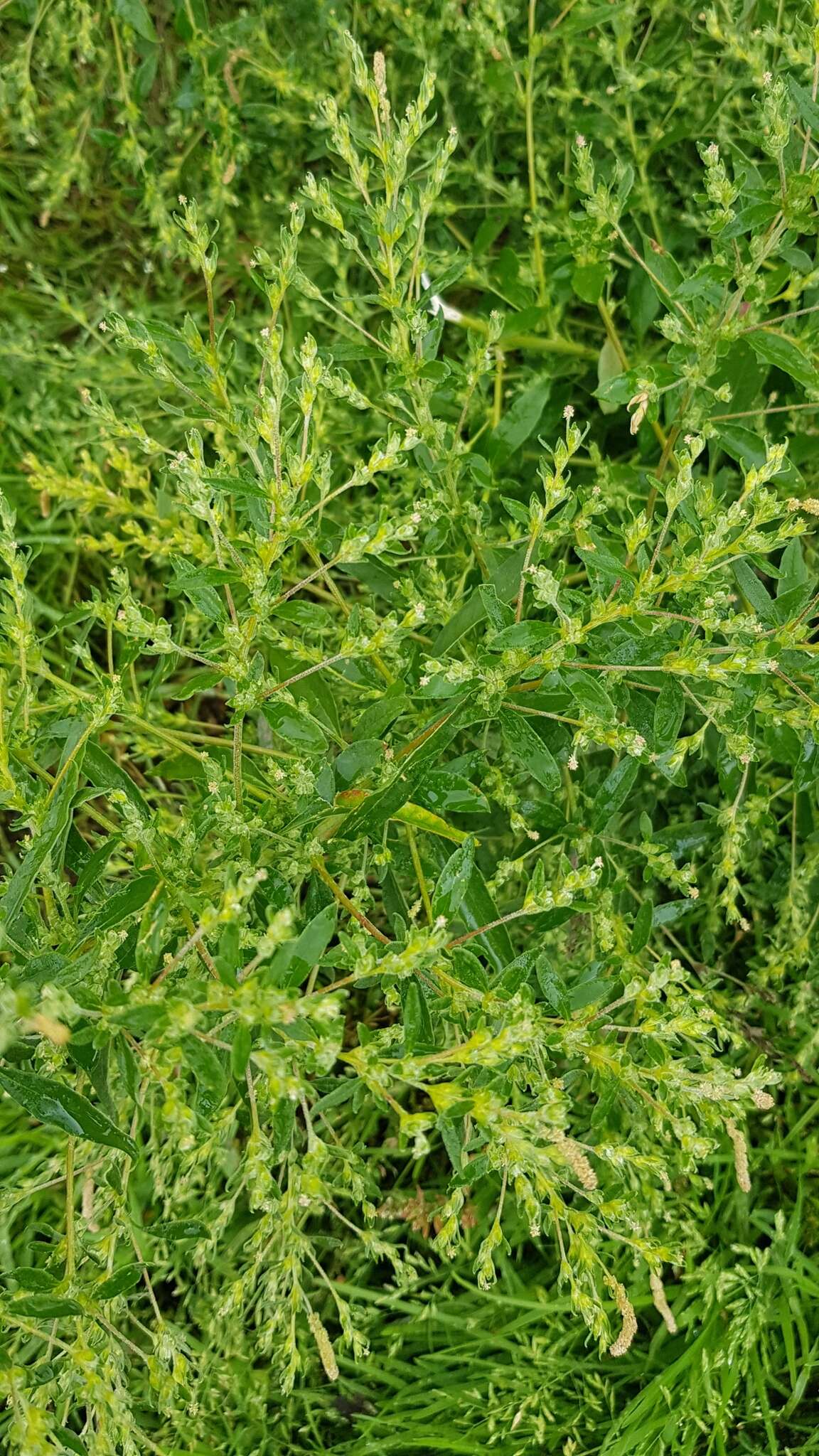 Image of Russian pigweed