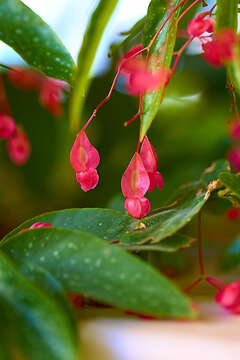 Image of scarlet begonia