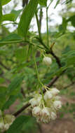 Imagem de Staphylea pinnata L.