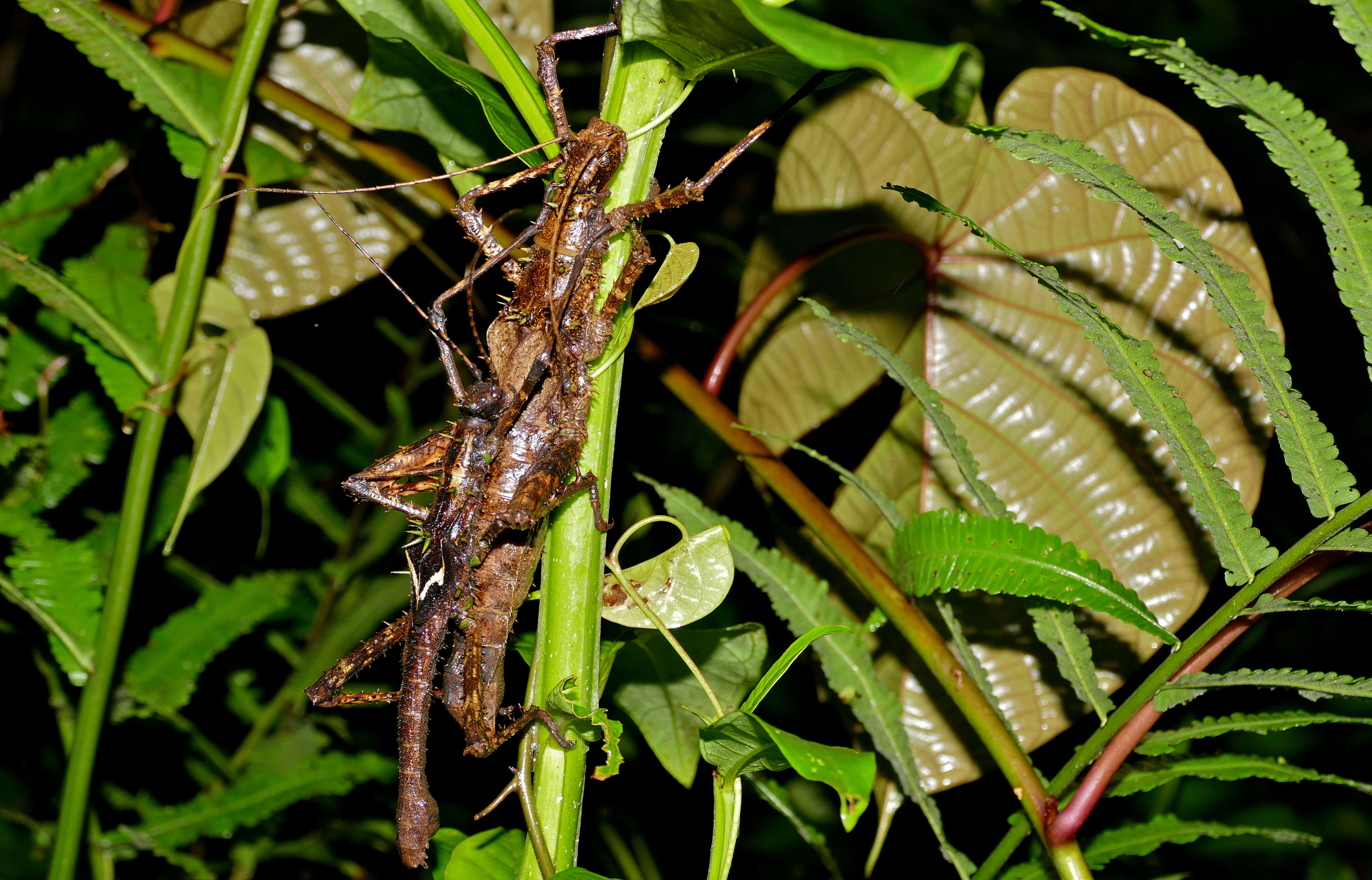 Image of Haaniella saussurei Kirby 1904