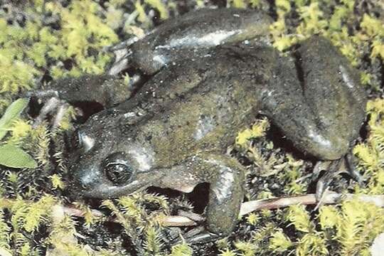 Image of Sehuencas water frog