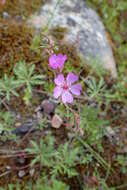 Image of Tuberous Cranesbill