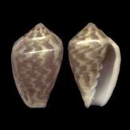 Image of Marginella bairstowi G. B. Sowerby Iii 1886