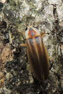 Image of Pennsylvania Firefly