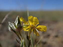 Image of woolly cinquefoil