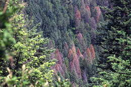 Image of Douglas-fir Beetle