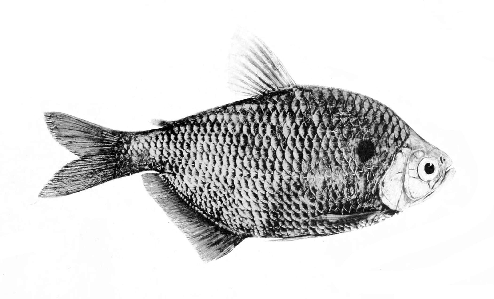 Plancia ëd Astyanax bimaculatus (Linnaeus 1758)