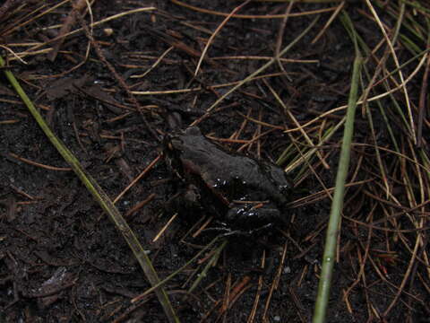 Image of Rose’s Mountain Toadlet