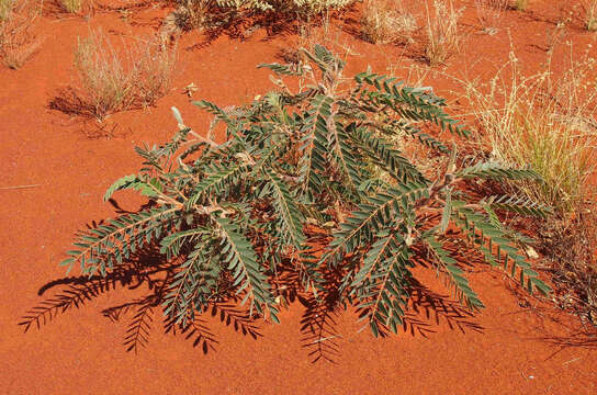 Image of Senna notabilis